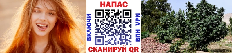 Конопля сатива  Кириши 
